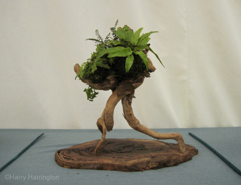 deadwood bonsai accent